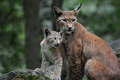 lynx