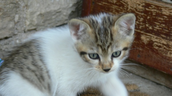 chatons jura