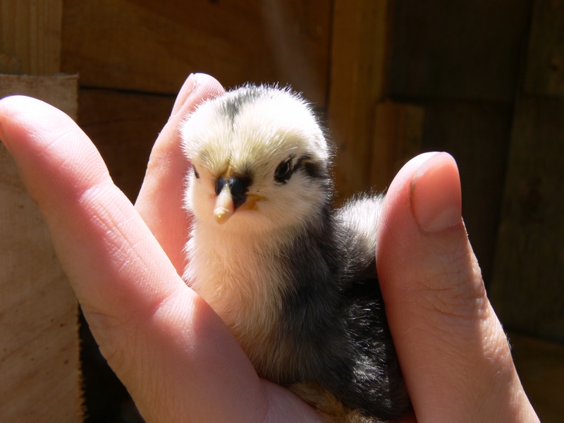 poussin bantam pékin