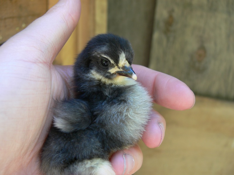 poussin bantam pekin