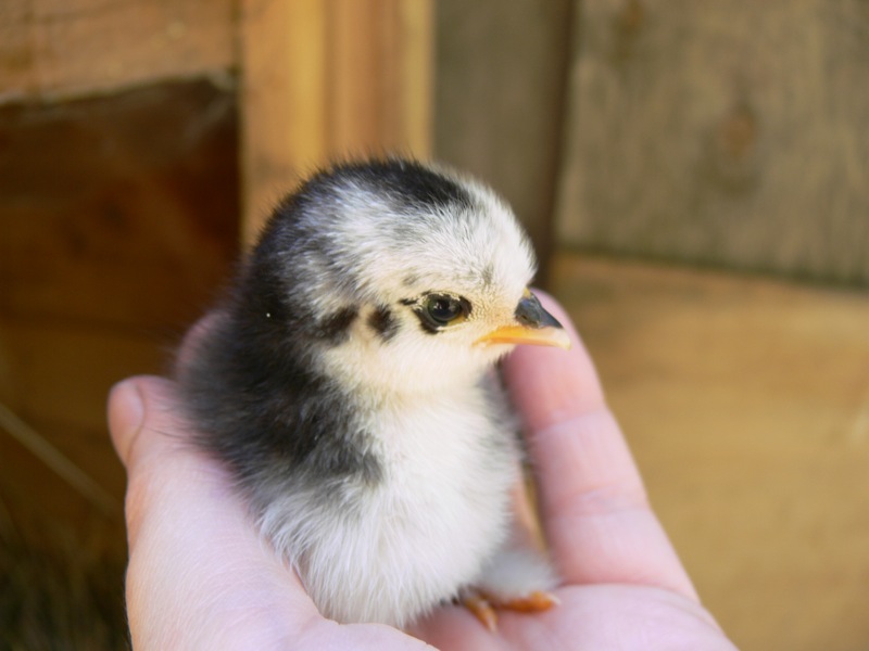 poussins bantam pékin