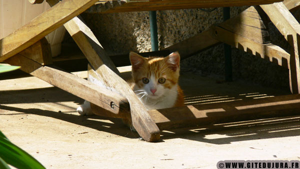 Chaton Jura Ain A Adopter Goupil