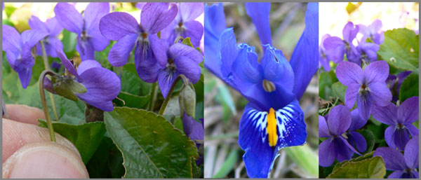 printemps dans le jura