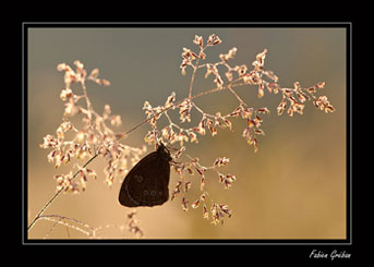 jura papillon tristan